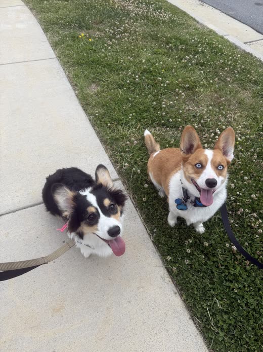 A collie-type dog and a corgi sitting together on grass on lead