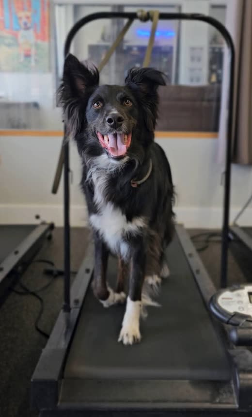 A border collie standing alert on a dog treadmill indoors